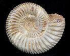 Perisphinctes Ammonite Fossil In Display Case #40005-1